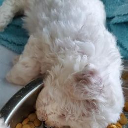 Bichon Frises from Havenkennels