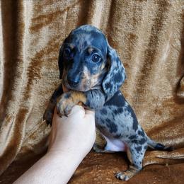 HENRY - Dapple male Dachshund puppy in Swink, Oklahoma from Palali Farm