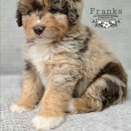 Franks - Brown merle male Aussiedoodle puppy in Vinemont, Alabama from Cotton Country Kennels