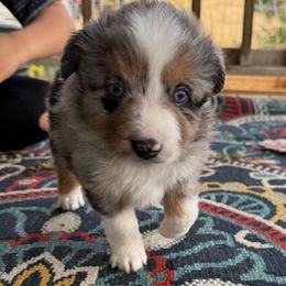Chance - Blue merle male Toy Australian Shepherd puppy in Dayton, Washington from Columbia Coast Toy & Mini Aussies