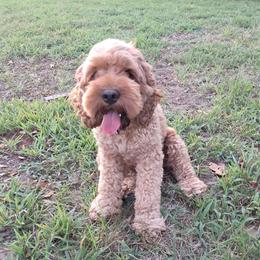 Jasper - Cockapoo