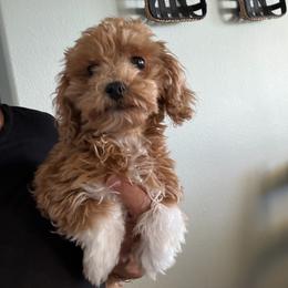 Sir JoJo - Apricot male Maltipoo puppy in Southern,, California from Maltipoo Tiny Pups & More