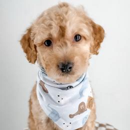 Boots - Apricot male Goldendoodle puppy in Jamestown, Kentucky from Milk & Honey Doodles