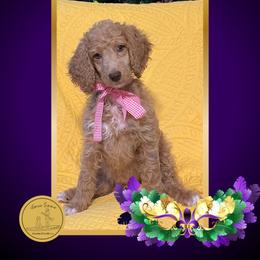 Ms Pink - Apricot female Poodle puppy in Ocean Springs, Mississippi from Forever Summer Standard Poodles