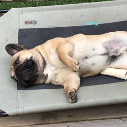 French Bulldog All Grown Up from Amscot French Bulldogs