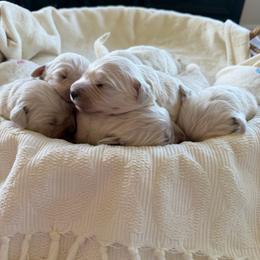 Pick 4 - Light golden male Golden Retriever puppy in Deer Lodge, Tennessee from SelahGold