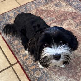 Raven - Havanese