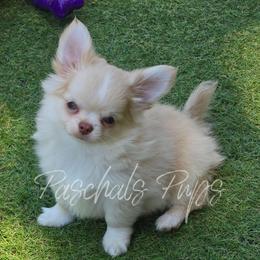 Domino - Cream and white male Chihuahua puppy in Bowdon, Georgia from Paschal's Pups