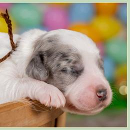 Lady - Merle female Cockapoo puppy in Connersville, Indiana from Deaz Doodle Ranch