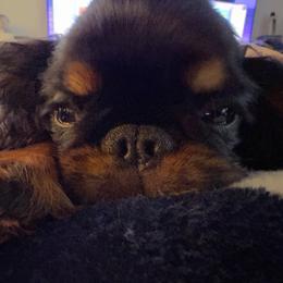 Absolem - Black and tan male English Toy Spaniel puppy in Pennsylvania from Enchanting Charlies