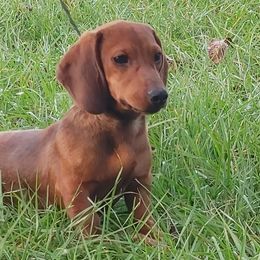 Dachshunds and Shih Tzus from Suwannee Ranch