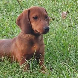 Dachshunds and Shih Tzus from Suwannee Ranch
