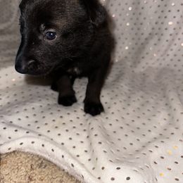 Girl 5 - Belgian Malinois puppy in Arizona from The Malagator House