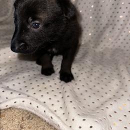 Girl 5 - Belgian Malinois puppy in Arizona from The Malagator House