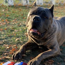Cane Corso from Garmr Cane Corso