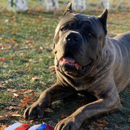 Cane Corso from Garmr Cane Corso