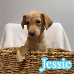Jessie - Yellow female Labrador Retriever puppy in Lucasville, Ohio from Backwoods Labradors
