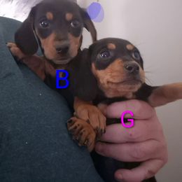 Black tan boy - Black and tan male Dachshund puppy in Madisonville, Tennessee from LaRose Farm & Kennels