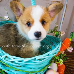 Pembroke Welsh Corgi Puppies from South Texas Blue Collar Corgis