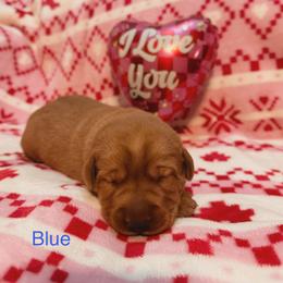 Blue - Yellow male Labrador Retriever puppy in Muskegon, Michigan from Red Acres Working Line K9s