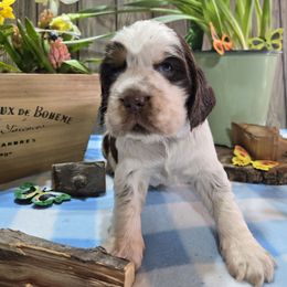Caterpillar - Liver white and tan English Springer Spaniel puppy in Saginaw, Michigan from Kemerer Springers