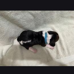 1st female - Black brown and white female Basset Hound puppy in Hood River, Oregon from The Walls Hounds With Heart