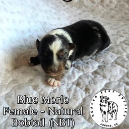 Rita - Blue merle female Miniature Australian Shepherd puppy in Jaroso, Colorado from Heaven Sent Aussies