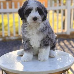 Boy 6 - Blue merle male Bernedoodle puppy in Salt Lake County, Utah from Coco Avenue Pups
