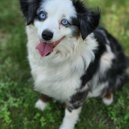 Lindy - Toy Australian Shepherd