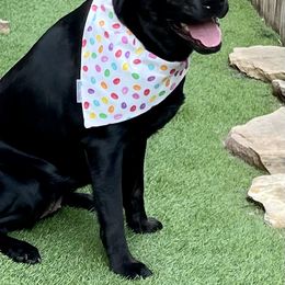 Labrador Retriever All Grown Up from Brady's Birddogs