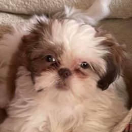 Shih Tzus and Yorkshire Terriers from MotorCity Lavish K9s