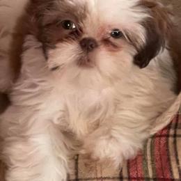 Shih Tzus and Yorkshire Terriers from MotorCity Lavish K9s