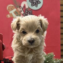 Havanese, Havapoos, Maltese, and Maltipoos from Denise Clark