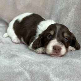 Dachshunds from Burton's Mini Dachshunds