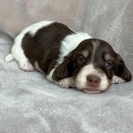 Dachshunds from Burton's Mini Dachshunds