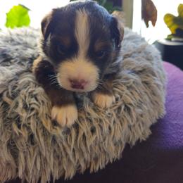 Yeti (blue collar) - Red tri-color male Miniature American Shepherd puppy in Griswold, Connecticut from Flatrock's Mini American Shepherd's