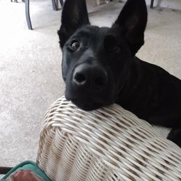 xDutch Shepherd All Grown Up from We Like it Ruff Working K9 Breeding and Training