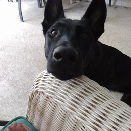 xDutch Shepherd All Grown Up from We Like it Ruff Working K9 Breeding and Training