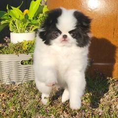 Japanese Chin Puppies from Carousel Chin