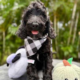 Rocko - Black male Goldendoodle puppy in Palm Beach, Florida from Cuddly Doodles