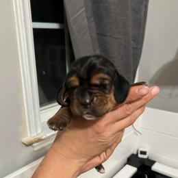 Mint - Black tan and white female Basset Hound puppy in Willow Spring, North Carolina from Blackberry Creek Basset Hounds