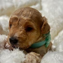 Poodle and Shih Tzu Puppies from Amarilys ShihTzus & Poodles