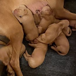 Boy 1 - Vizsla puppy in Riverview, Indiana from Kismet Vizslas