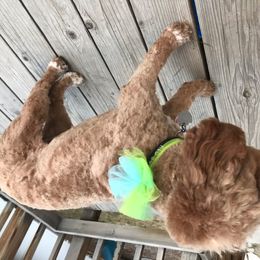 Cavapoo and Poodle All Grown Up from Happy Tails Poods and Doods