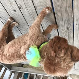 Cavapoo and Poodle All Grown Up from Happy Tails Poods and Doods