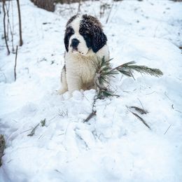 Saint Bernard Puppies from Northwoods Saint Bernards