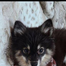 Pomsky Puppies from VooDoux Farms