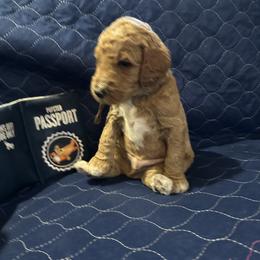 Brown Collar - Bangkok (Bo), (Thailand) - Apricot male Goldendoodle puppy in West Sacramento, California from Pomegranate Doodles