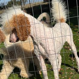 Lucy - Parti female Poodle puppy in Groveland, Florida from Feathers and Hooves Buckley Farms