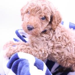 Blue - Apricot male Labradoodle puppy in Lexington Park, Maryland from SUNNY SIDE DOODLES